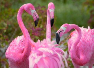 Patru noi specii de animale au ajuns la Zoo Târgu Mureș, între care un grup de 30 de păsări flamingo