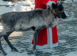 Trei reni au fost aduși din Olanda la Zoo Târgu Mureș și în curând vor putea fi văzuți de vizitatori