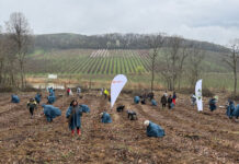 Voluntarii Rompetrol au plantat 5000 de puieți de paltin și stejar