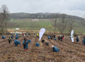 Voluntarii Rompetrol au plantat 5000 de puieți de paltin și stejar
